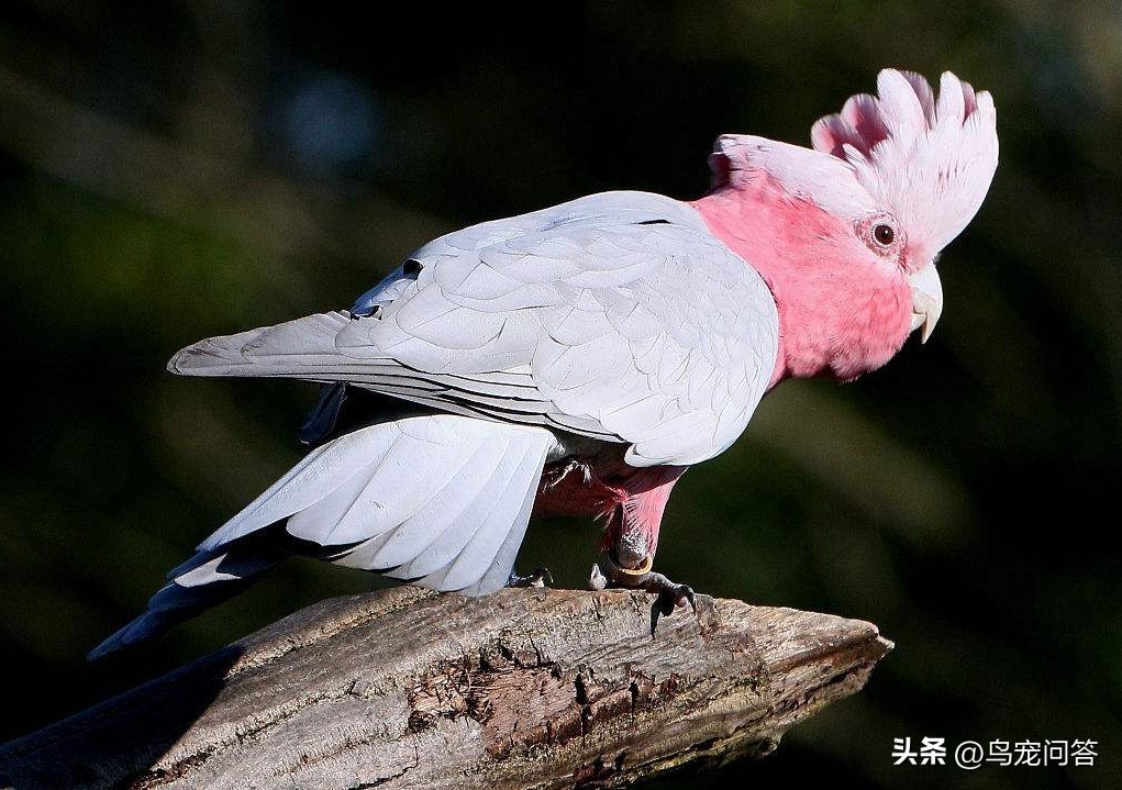 鹦鹉撞出脑震荡什么反应,牡丹鹦鹉脑震荡表现