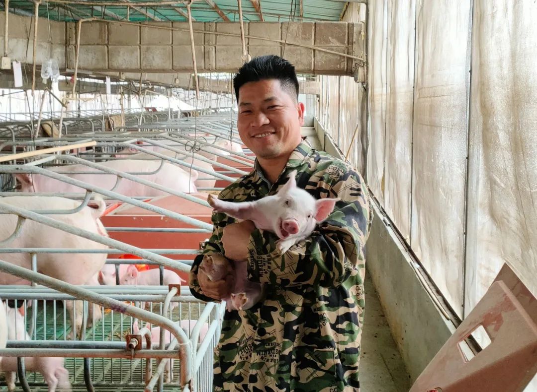 养猪的心路历程,养猪人的心路历程