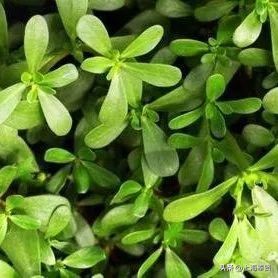 孕妈健康蔬菜,孕妈健康指南