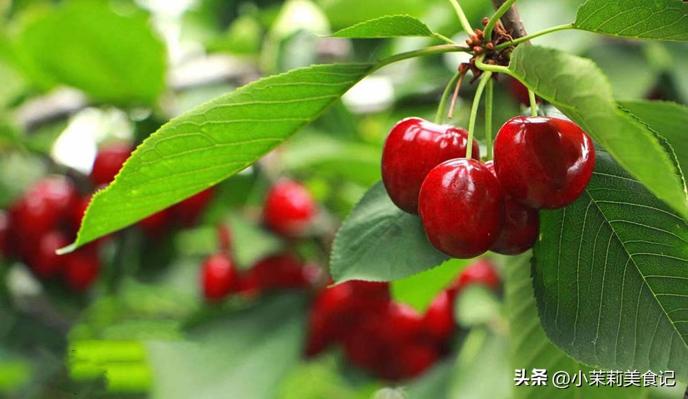 樱桃的清洗方法如何正确清洗樱桃,如何洗樱桃才能洗得更彻底