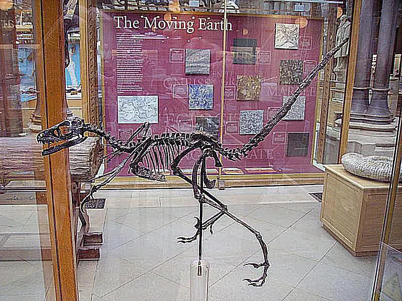 兽脚类恐龙的种类,raptor猛禽恐龙