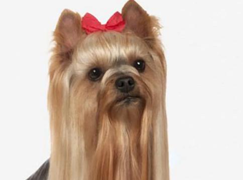 当狗狗的耳朵发炎甚至发臭......