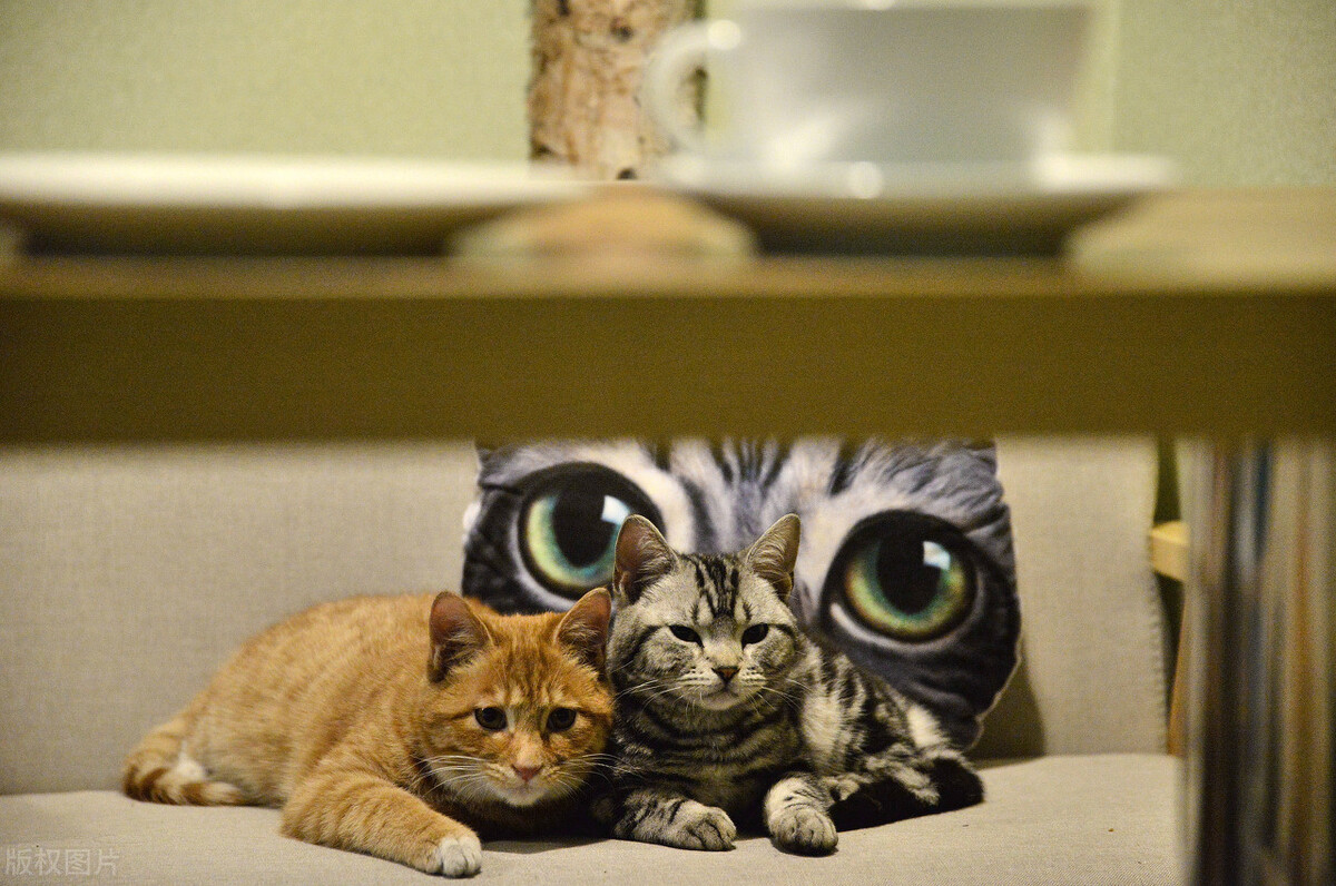 猫吃东西吐了怎么办吃什么药,猫吐不吃东西没精神吃什么药