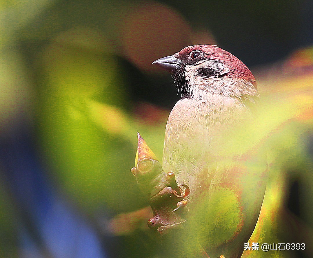 【战友美文】于天松：《麻雀，我爱你》（诗）