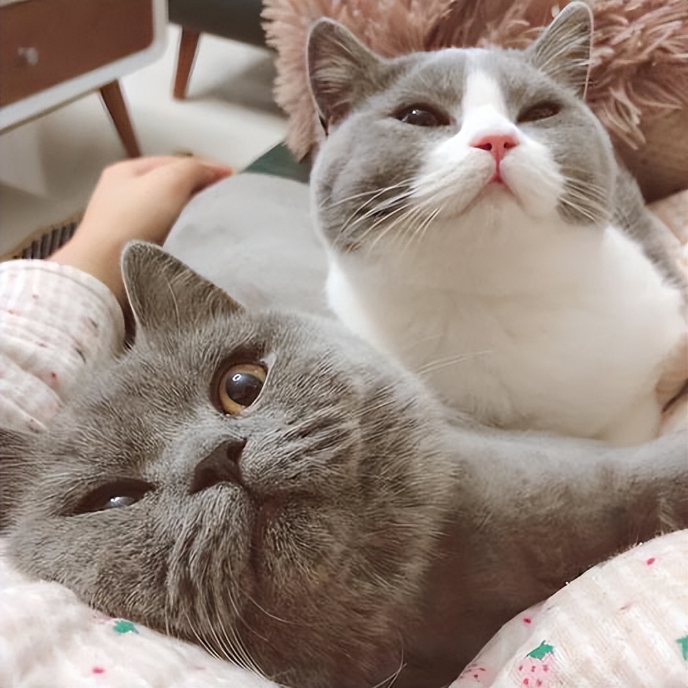 英短猫怎样才能哄好,英短猫抓不抓鼠