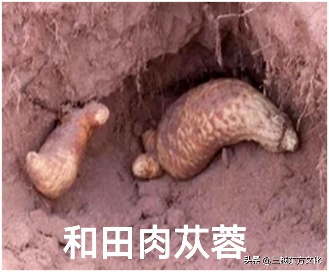 疆新域新疆特产,新疆的肉苁蓉多少一斤