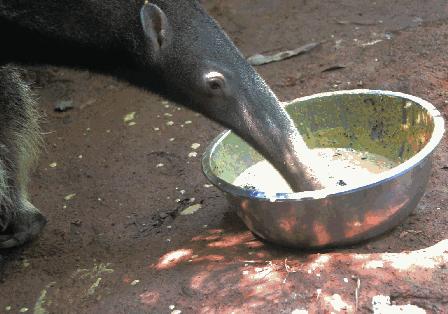 穿山甲穿山乙,穿山穿山甲真的能穿山吗