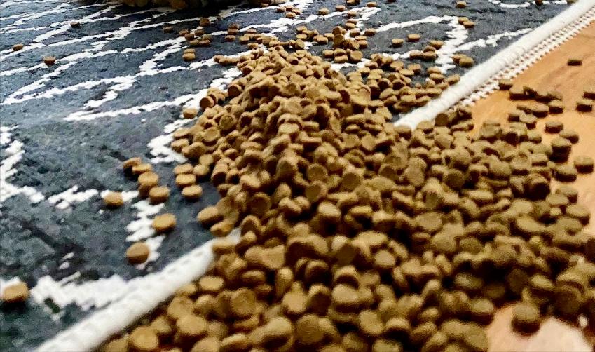 铲屎官回了老家结果给猫喂了猫粮,新手铲屎官注意让猫咪远离毒猫粮