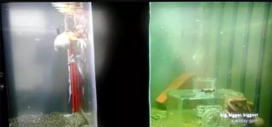 智商超群的章鱼,可能来自外星?为何它们交尾后会选择自杀?