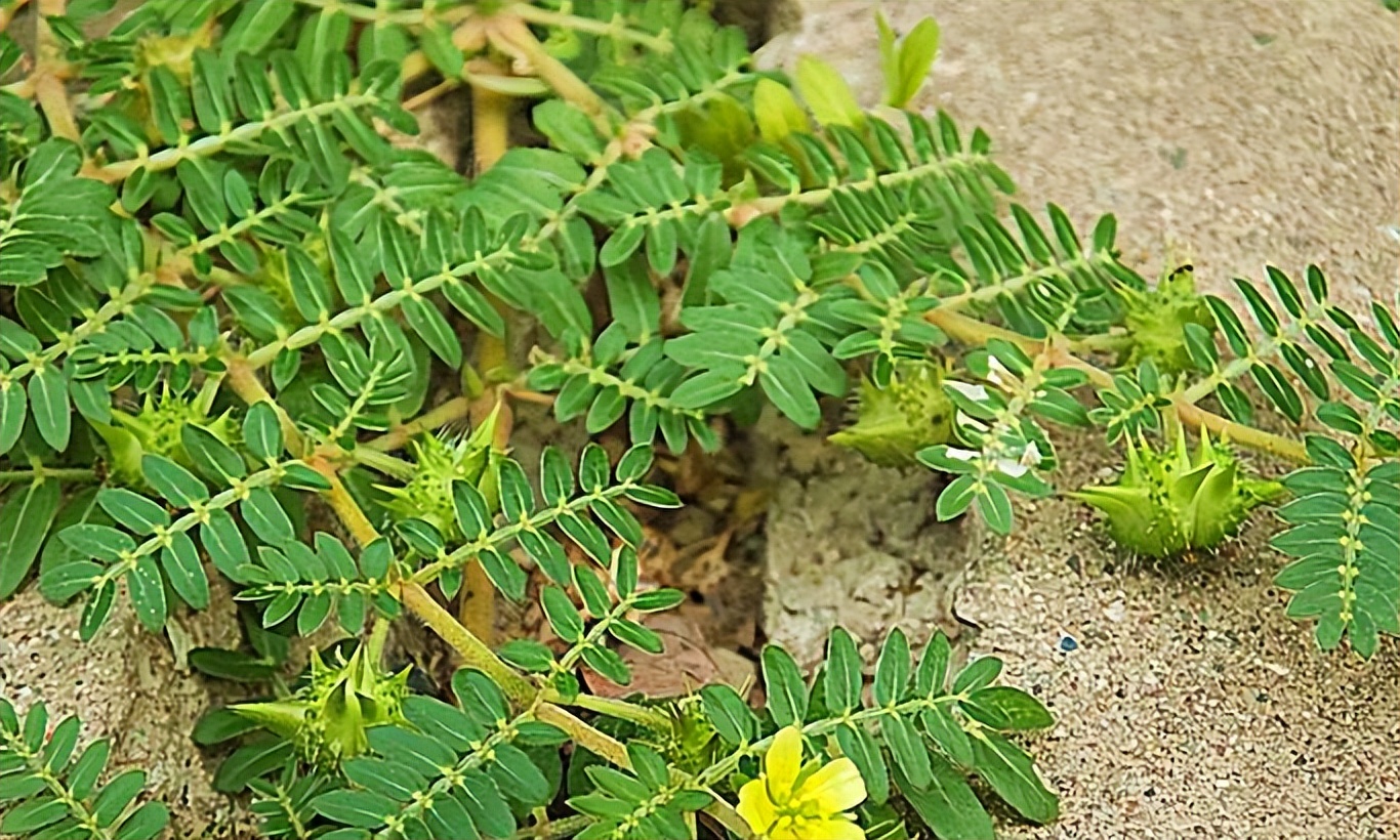 老北京的童谣视频,老北京的歌谣全集