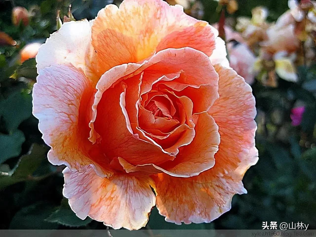 十大绝美花朵,绝美花朵视频