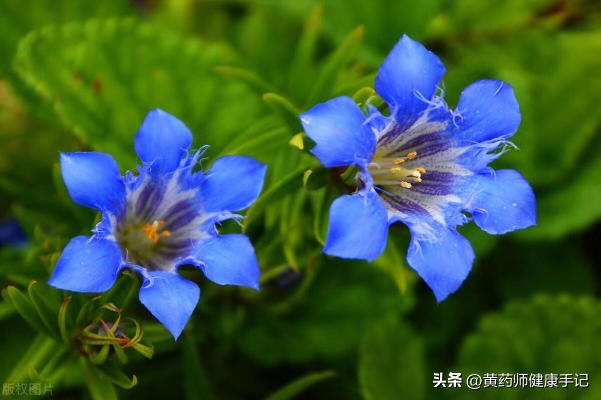 农村哪些野草可以消炎止痛,农村南方清热解毒野草