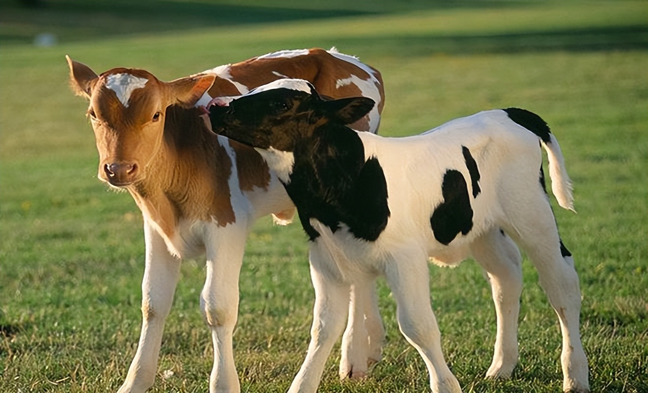 技术分享|规模化母牛养殖场繁殖成活率提升的技术措施研究