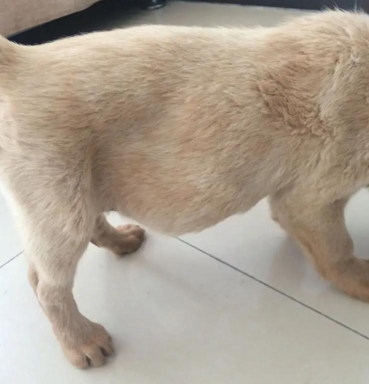 狗狗肠胃疾病有哪些表现,怎么判断狗狗有没有肠胃病