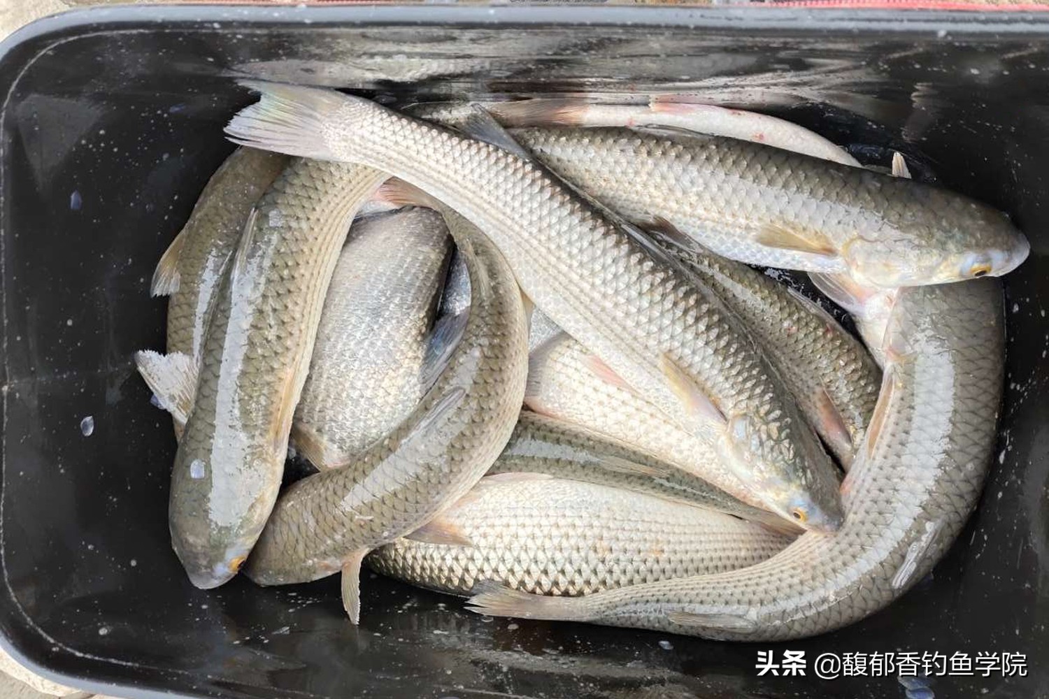 鲻鱼喜欢什么味型,什么鱼爱吃鲻鱼