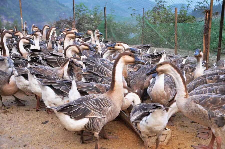 一个人养鹅一年赚多少钱,农民养鹅5年终致富轻松年入15万