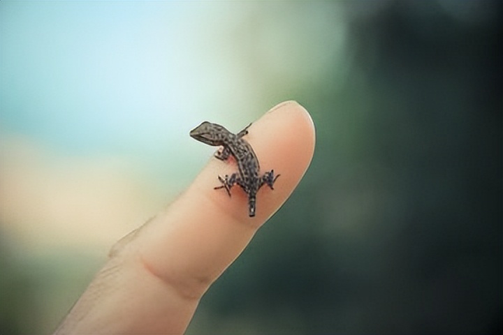 壁虎为何是五毒,壁虎为何被列入五毒之一