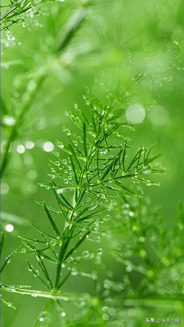 超清超美独一无二手机壁纸图片,养眼养心的壁纸