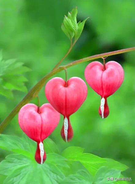 赏心悦目的花朵，风采万千，千姿百态，魅力无限，太美了