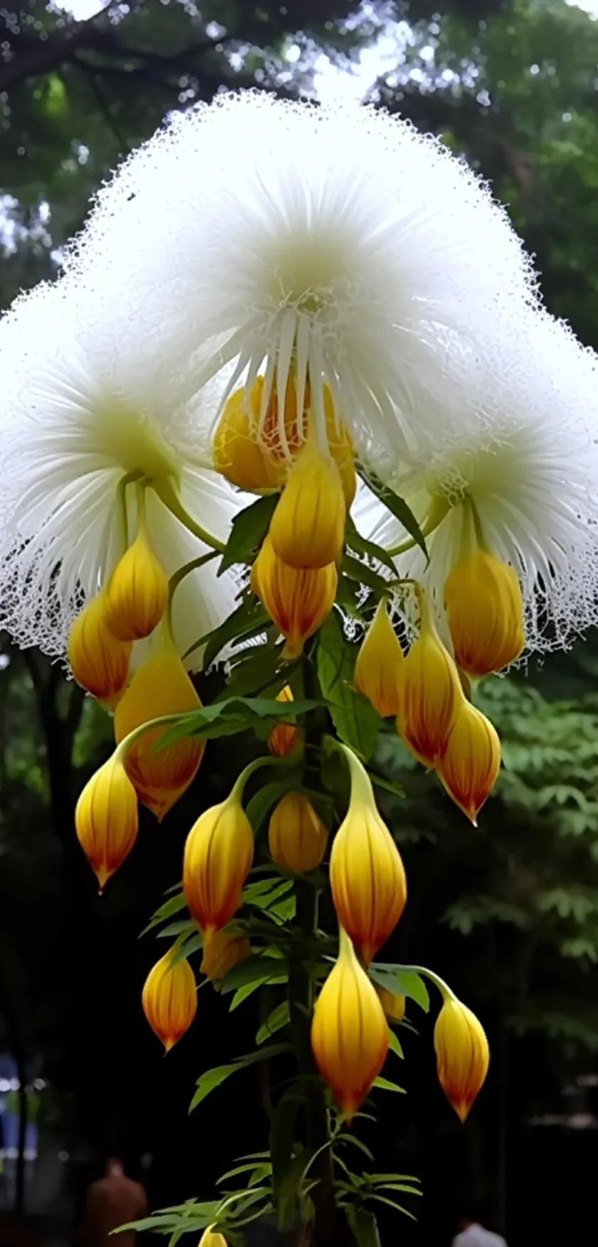 夏花美丽动人图片,夏花美丽漂亮图片