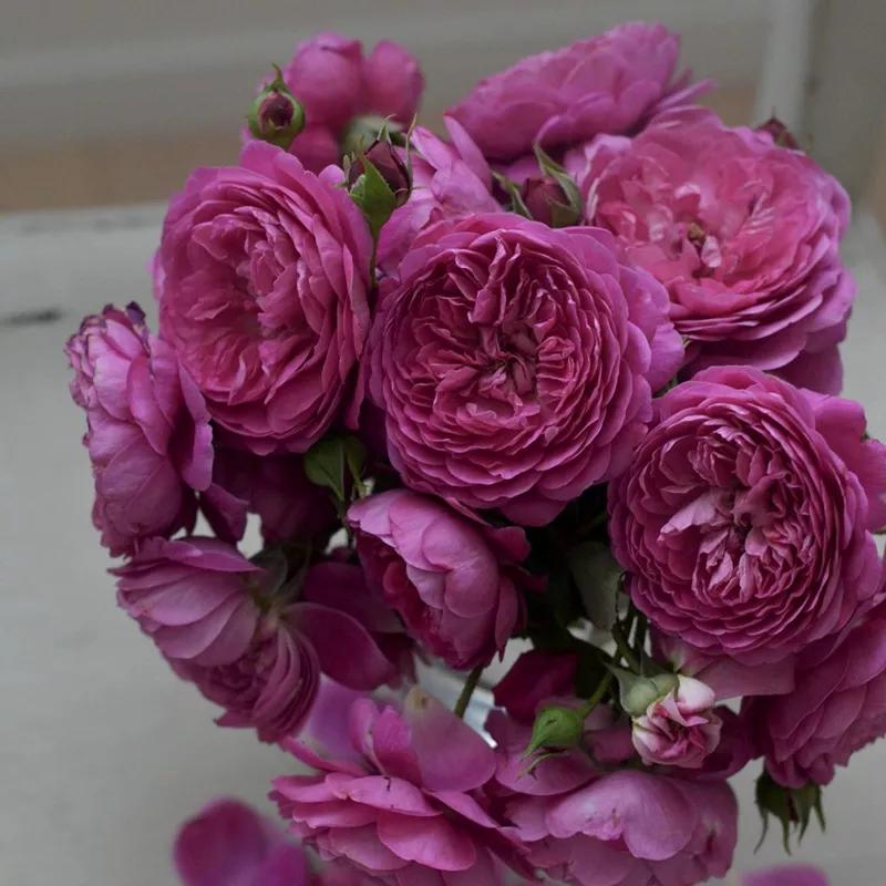 常见切花月季一览（45）