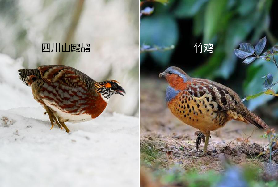 四川发现熊猫是真的吗,中华鹧鸪是濒危物种吗