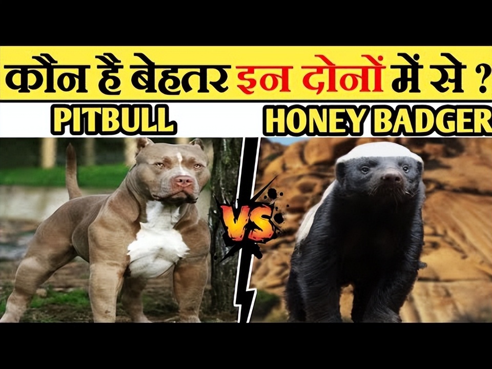 比特犬vs斑鬣狗笼斗视频,比特犬vs鬣狗斑鬣狗