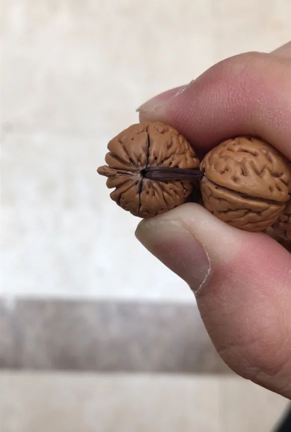 凤眼菩提长串盘玩,凤眼玩长串还是短串