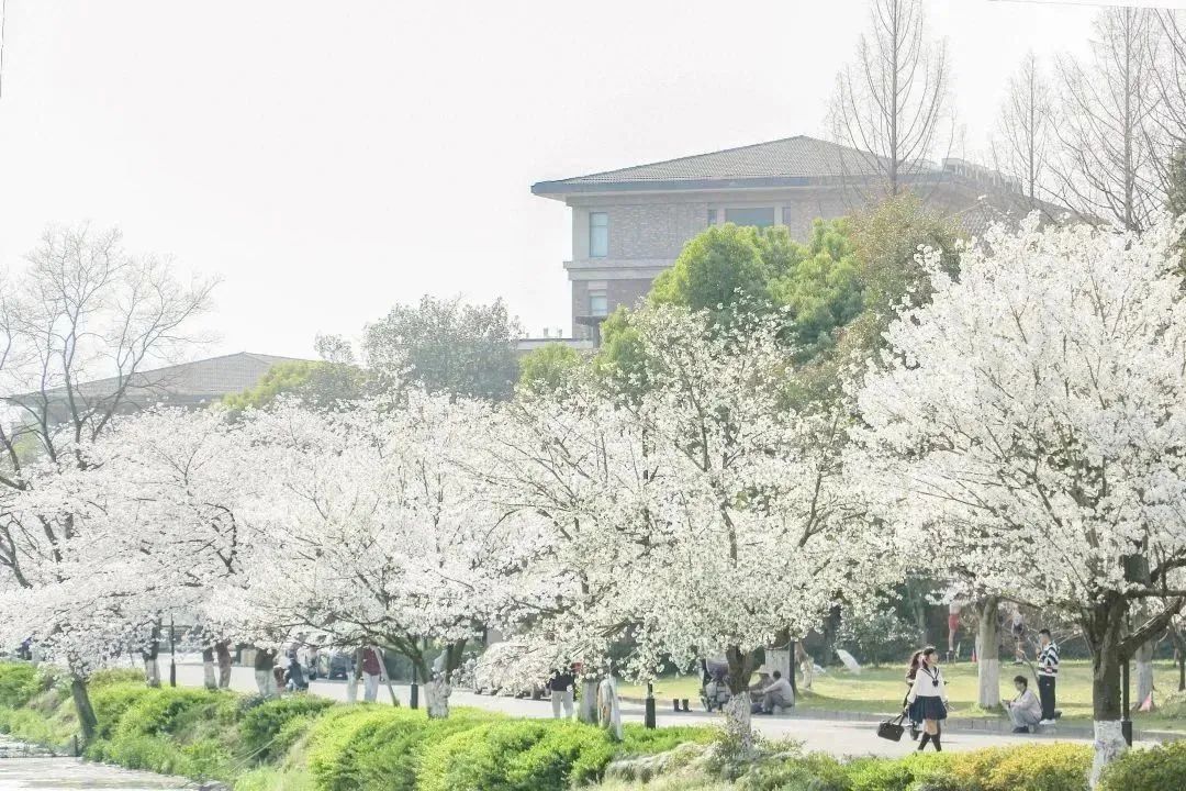 雨樱也浪漫！浙工大美美美！