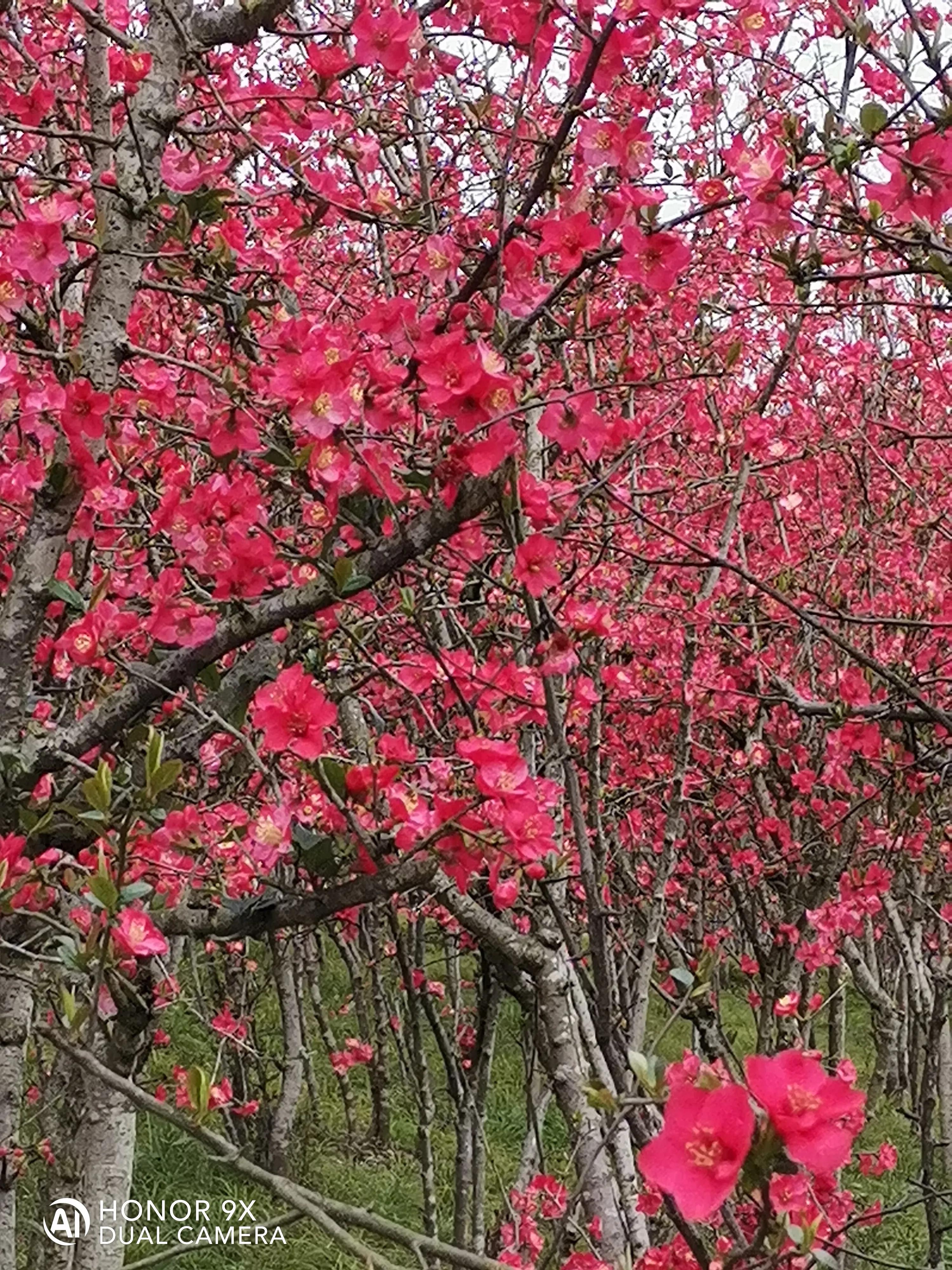 国债逆回购讲清楚,请问国债逆回购是什么意思