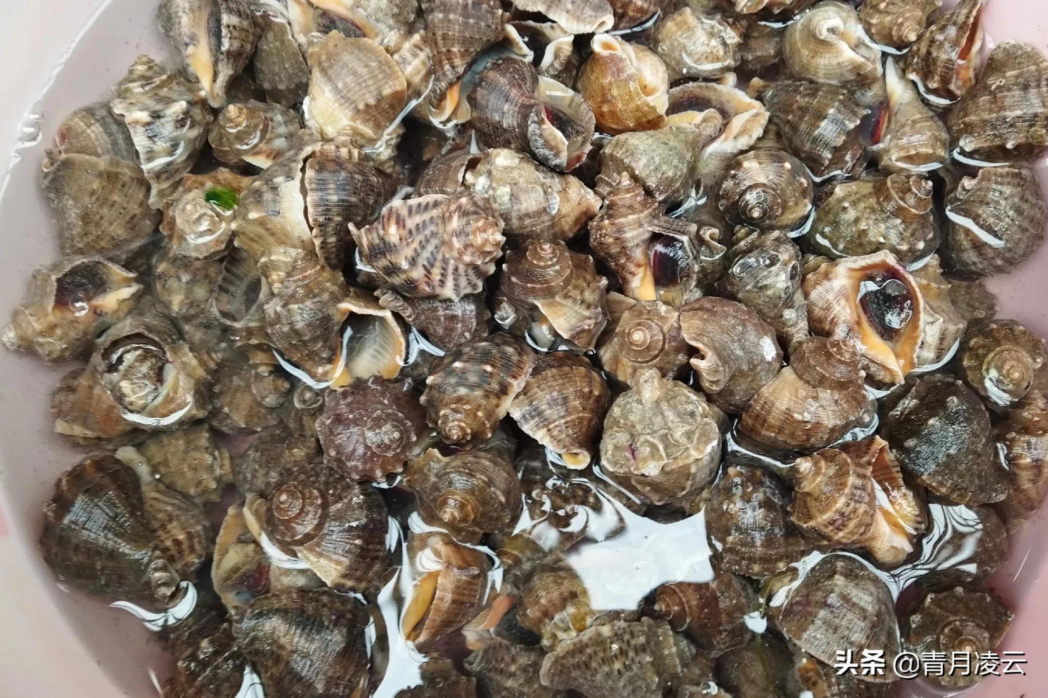 海鲜市场常见海产品图鉴,海鲜市场常见海产品图鉴表图例