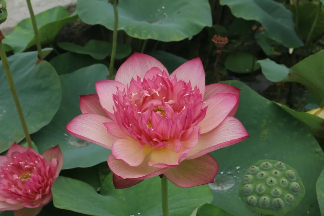 绝美的荷花品种大全图集,超好看荷花品种大型荷花