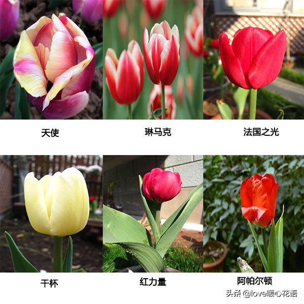 郁金香和玫瑰花搭配的花语,两朵粉色郁金香花语是什么