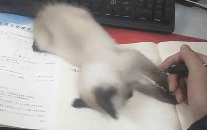 刚来的猫咪太粘人了怎么办,猫咪很黏主人是什么原因