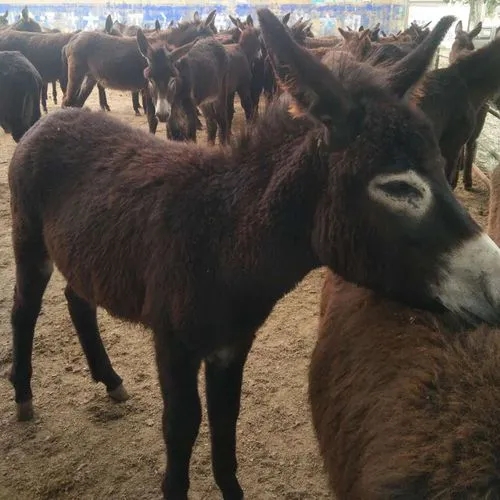 肉驴养殖方法和时间和技巧,肉驴养殖注意事项有哪些