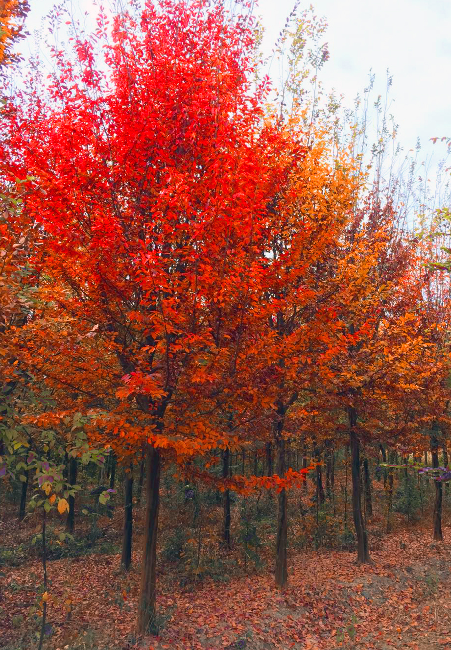 现在市场行情最好的苗木,目前高档苗木有哪些