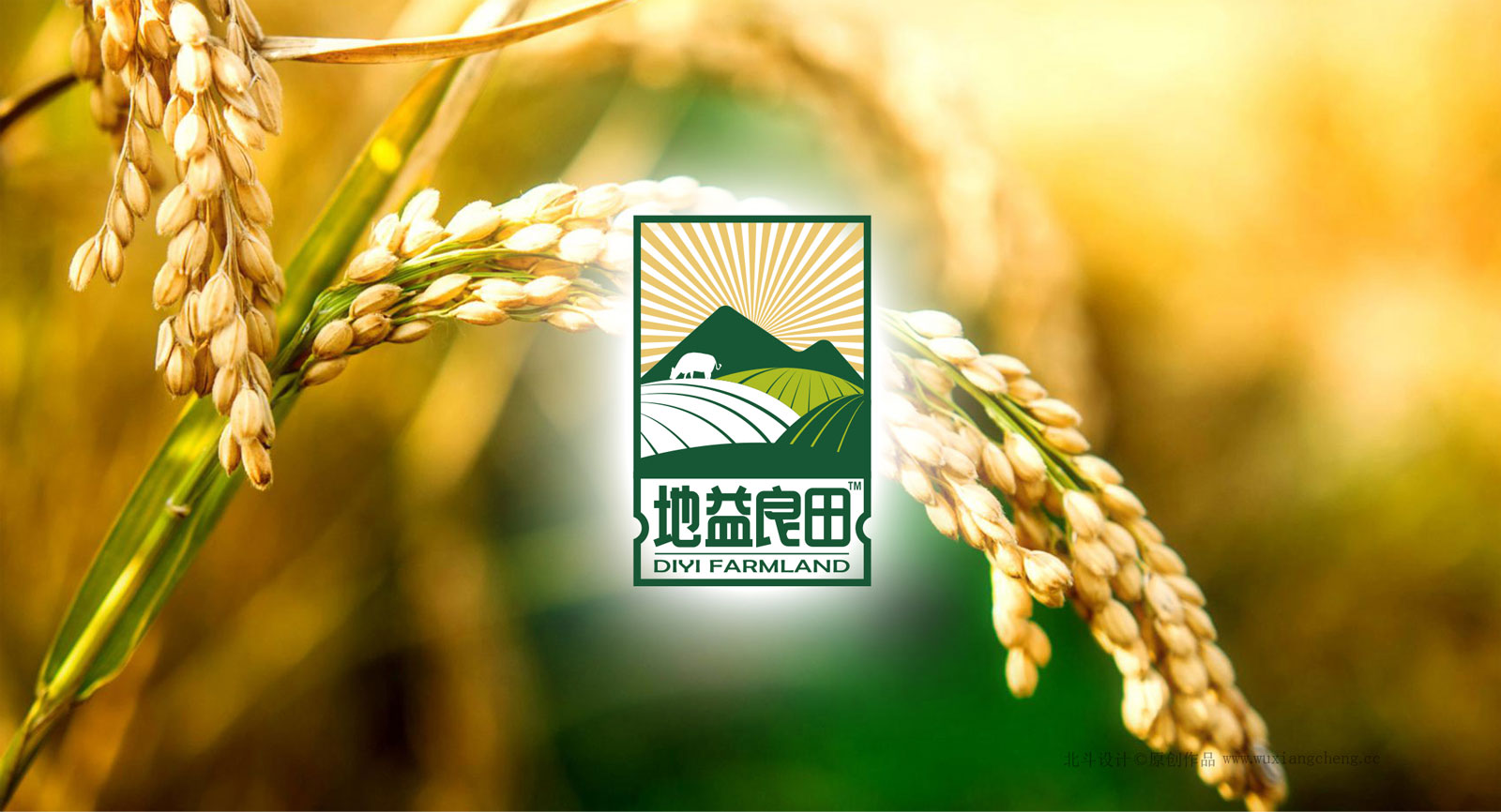 大米最好用的包装设计网站 (大米高端包装设计图片)