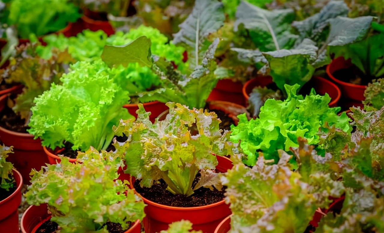 阳台种菜可以多茬采收,在阳台种菜最快采收的五种蔬菜