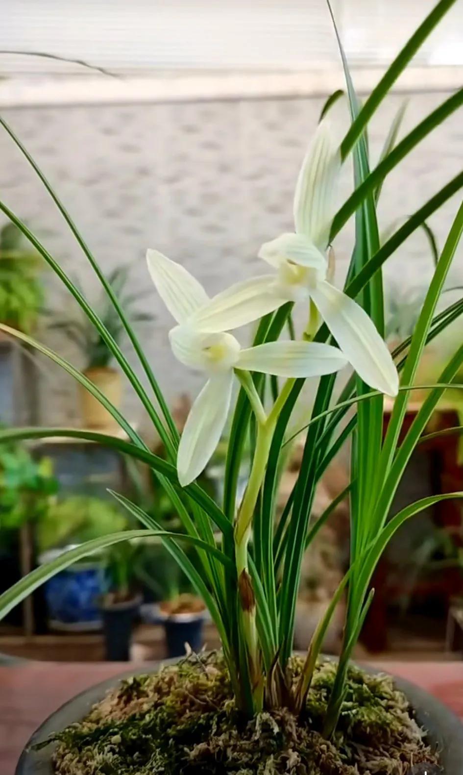 最名贵十种兰花盆景欣赏,名贵野生兰花