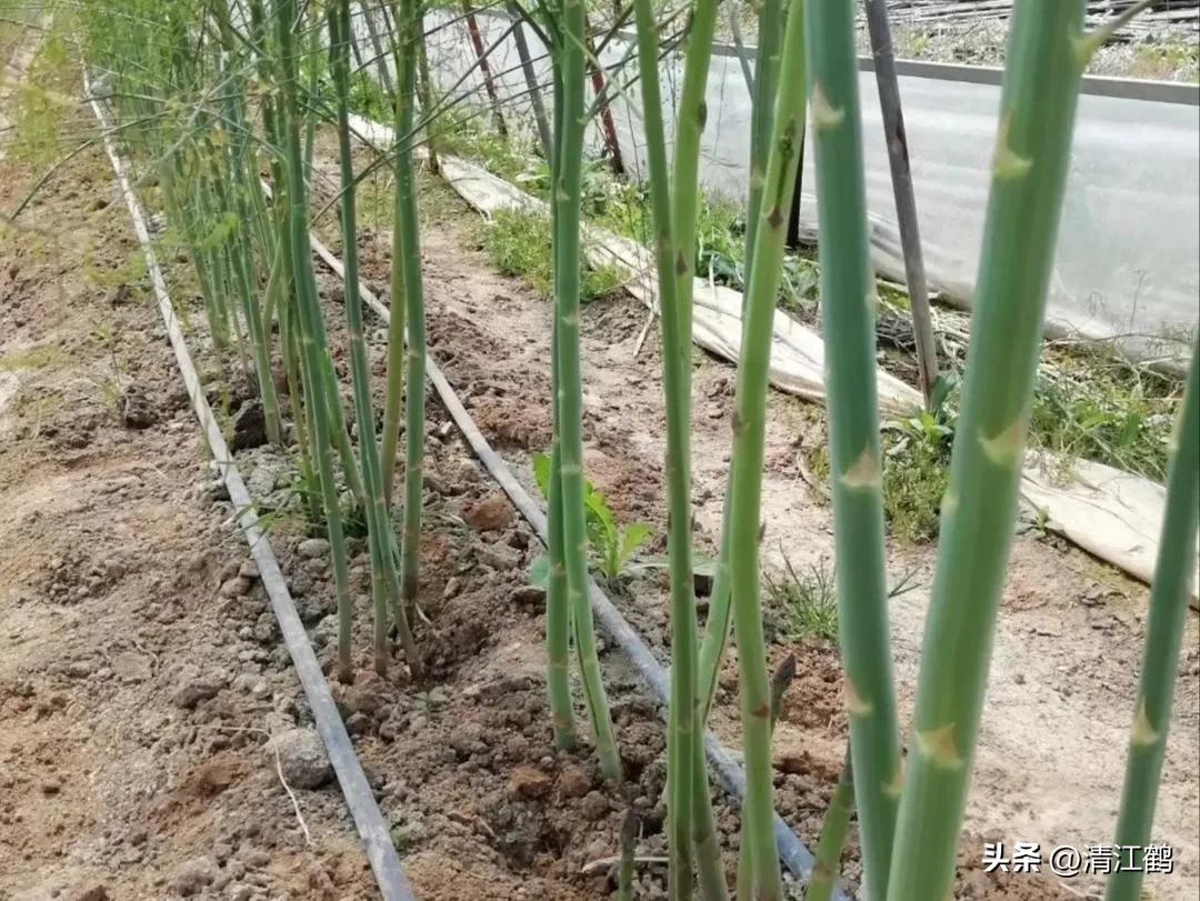 露笋高产吗,莴笋的种植方法和时间