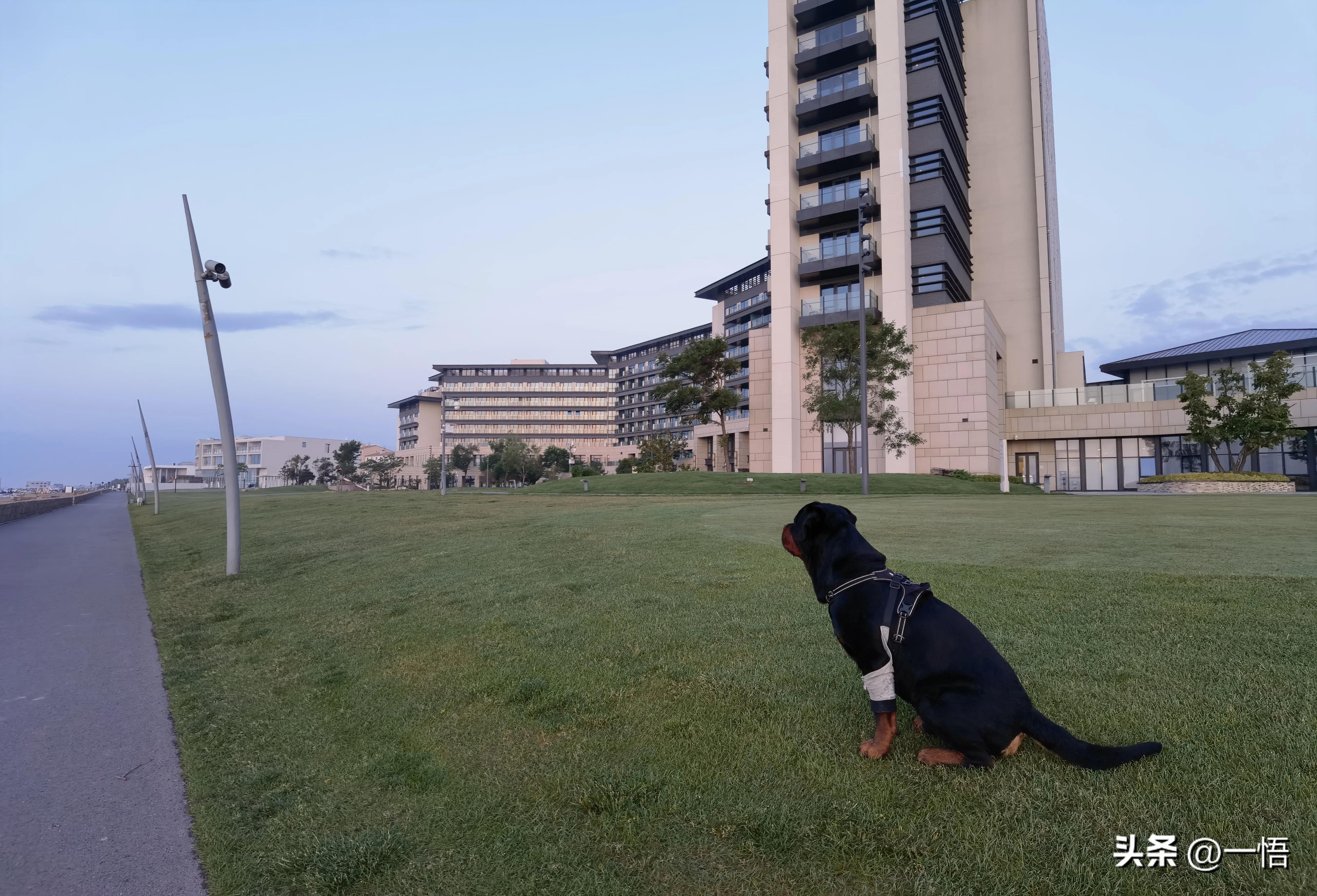 2023上海到秦皇岛承德十日游第四天：看阿那亚的海，逢犬舍的安娜