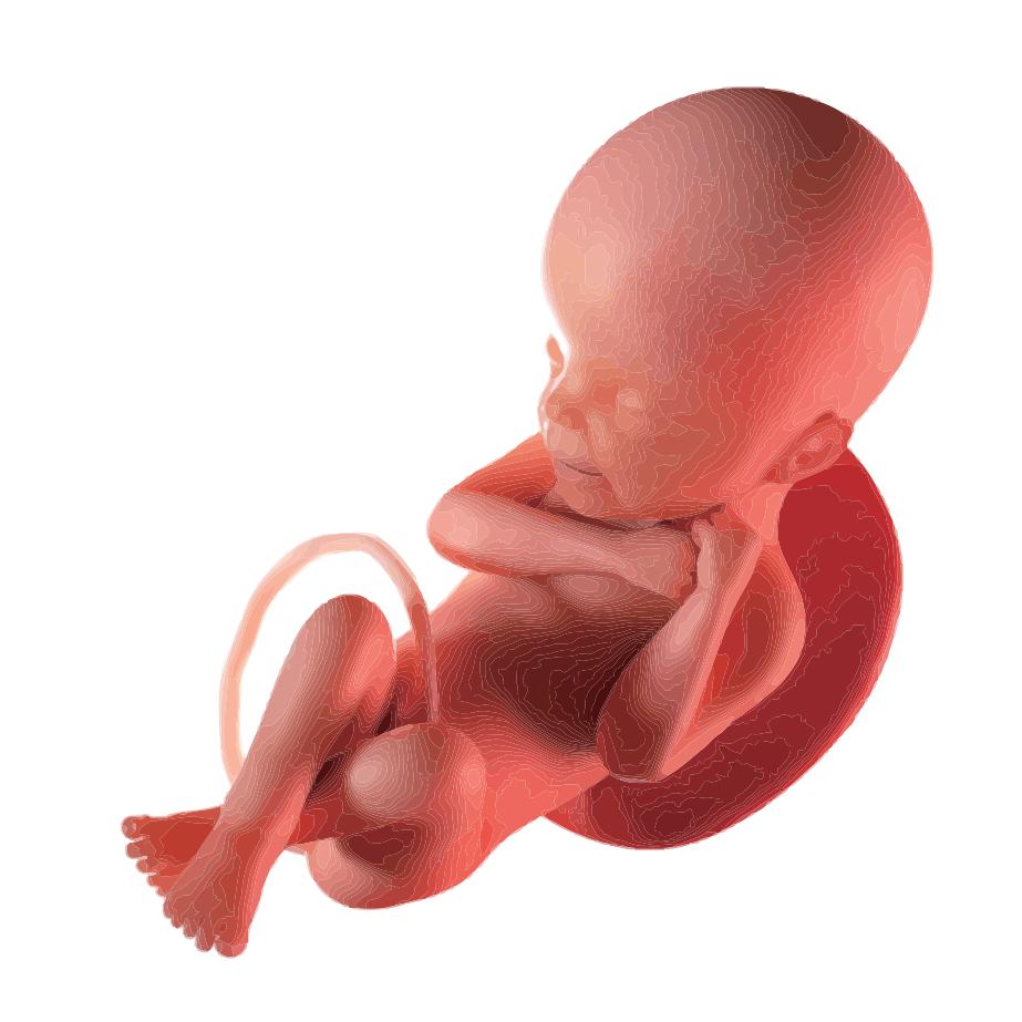 孕妈必备小手册,孕妇健康手册孕妇宝典