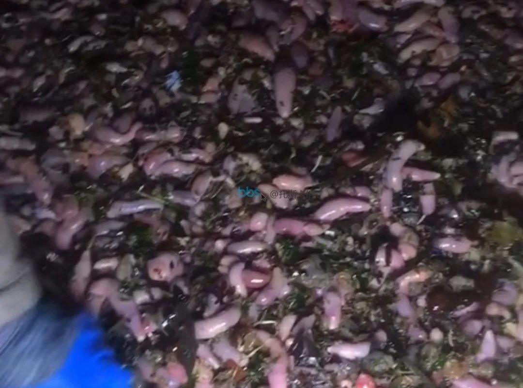 烟台大风刮上来海鲜,烟台一阵大风海边刮来庞然大物