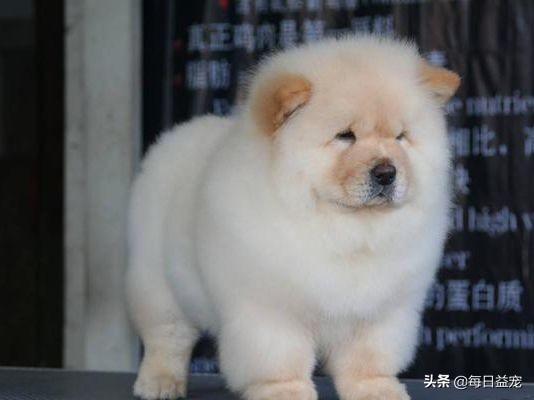 松狮算不算名犬,名犬智商排名松狮