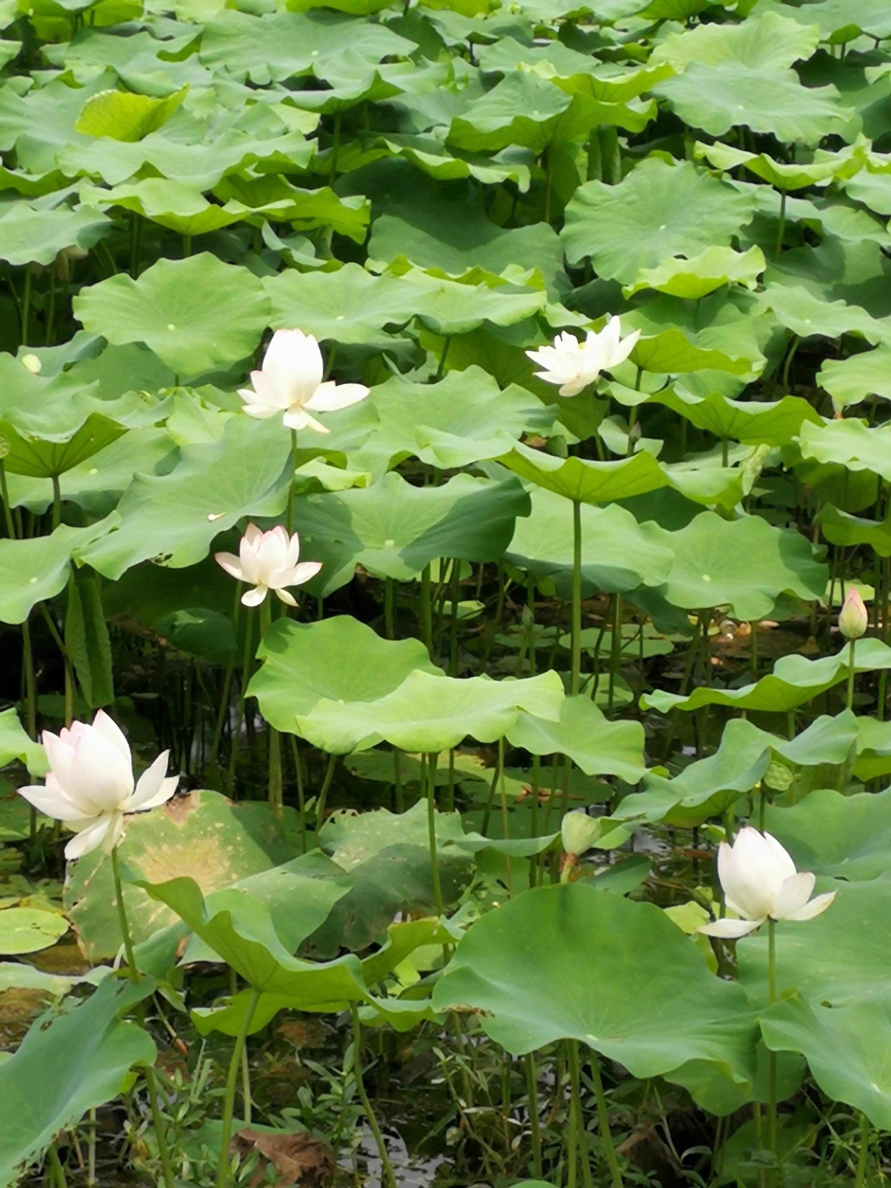 娇艳欲滴又清新雅致的荷花,娇羞迷人的荷花