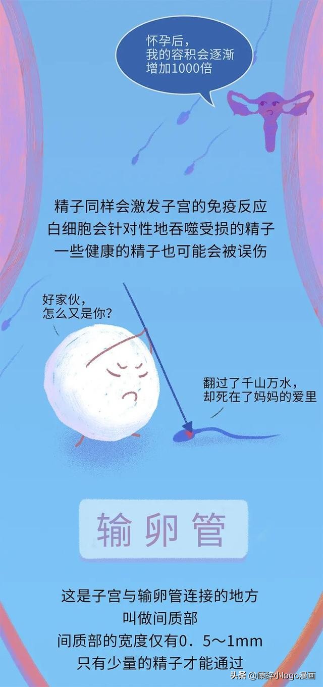 精子进入女生体内的24小时，都发生了些什么？太励志了！（漫画）
