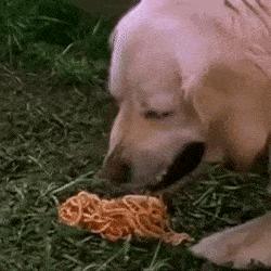 如果狗狗身体有虫会发出什么信号,如果狗身上有虫子怎么搞