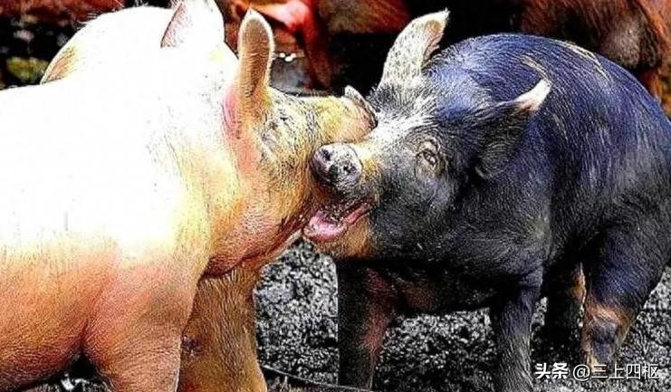 动物园为什么不给熊猫喂肉,为什么不能给动物园的老虎喂猪肉