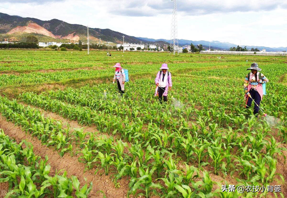 粗缩病玉米叶鞘症状图片,玉米粗缩病什么时间防控最合适
