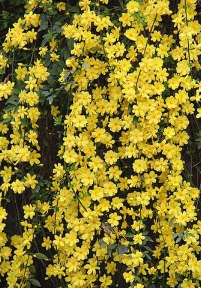 容易养的花苗而且开花时间长,10种公认最好养的花占地小